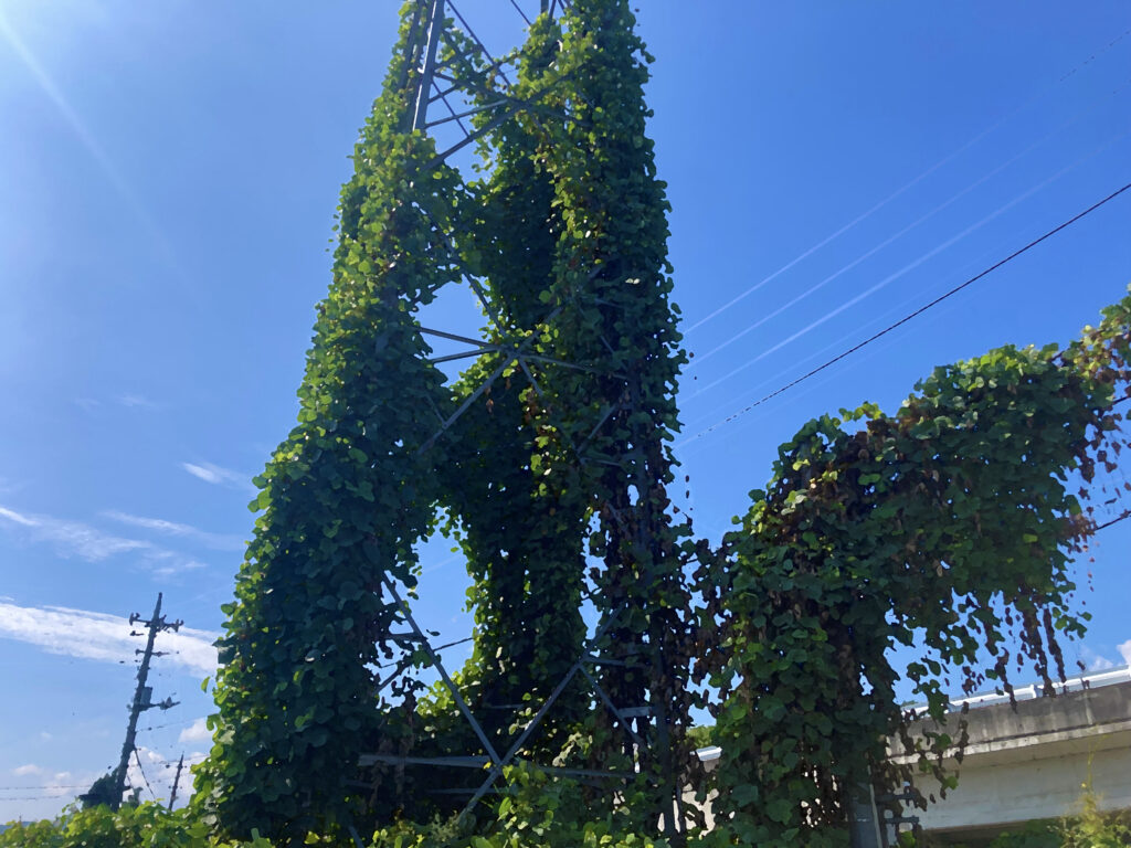 フリー素材背景【蔓に覆われた鉄塔】