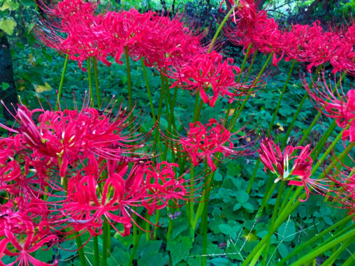 ヒガンバナ